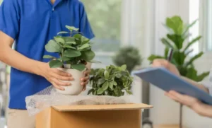 Green Journey: A Complete Checklist for Moving with Indoor Plants