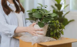 Green Journey: A Complete Checklist for Moving with Indoor Plants